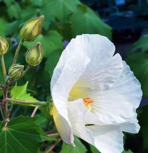 象征纯白爱情的花朵是什么花？如何挑选表达纯爱的花卉？