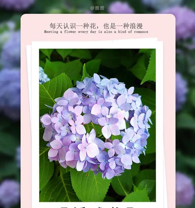 绣球花的寓意与象征是什么？如何正确理解绣球花的花语？
