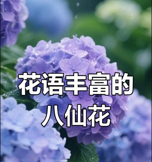 绣球花的寓意与象征是什么？如何正确理解绣球花的花语？