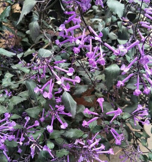 菩萨保佑花语是什么？如何正确理解其含义？