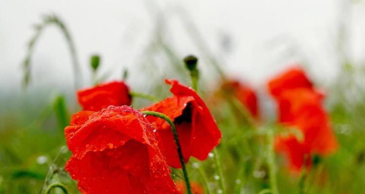 菩萨保佑花语是什么？如何正确理解其含义？