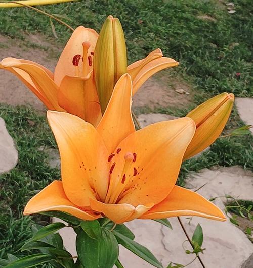 两朵百合花代表什么意思？花语含义有哪些？