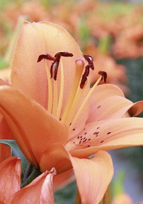 两朵百合花代表什么意思？花语含义有哪些？