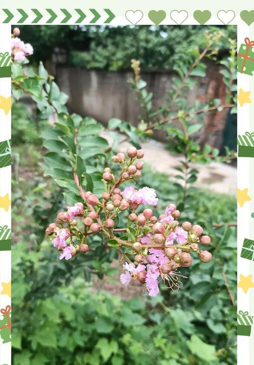 紫薇花的寓意和象征是什么？了解其背后的文化意义？