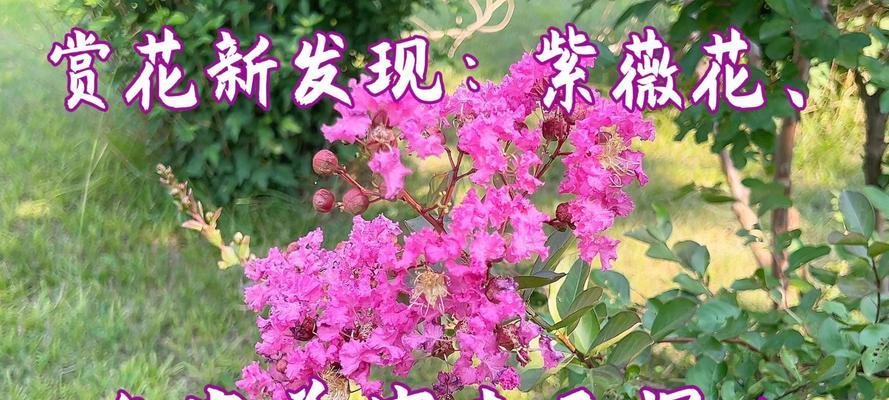 紫薇花的寓意和象征是什么？了解其背后的文化意义？