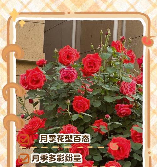 月季花的寓意是什么？如何正确解读月季花的象征意义？