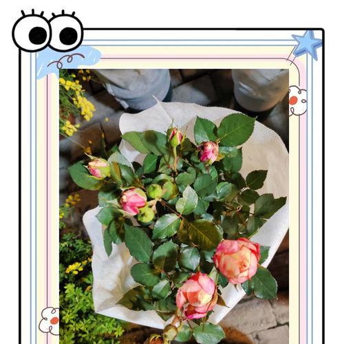 月季花的寓意是什么？如何正确解读月季花的象征意义？