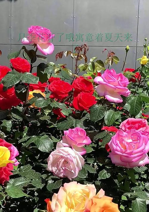月季花的寓意是什么？如何正确解读月季花的象征意义？