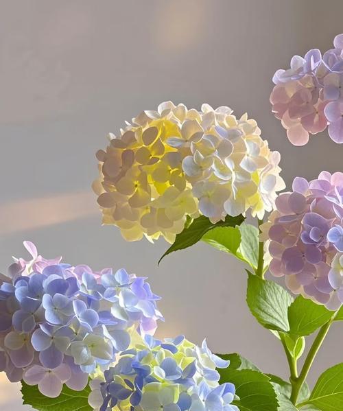 寓意快乐的花有哪些？它们各自代表什么意思？
