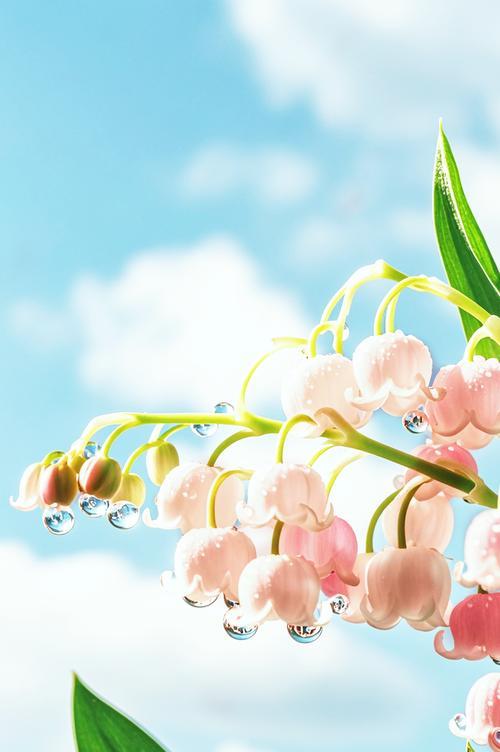 寓意快乐的花有哪些？它们各自代表什么意思？