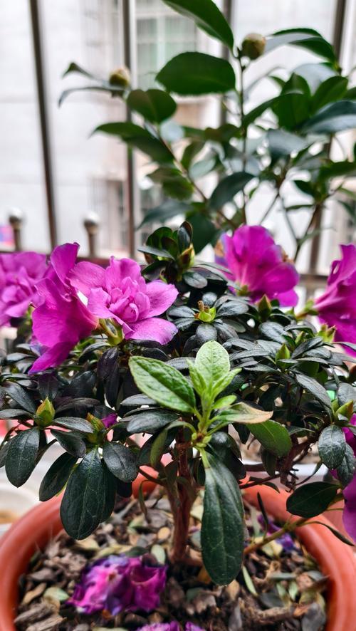 杜鹃花花语代表什么含义？如何正确理解杜鹃花的花语？