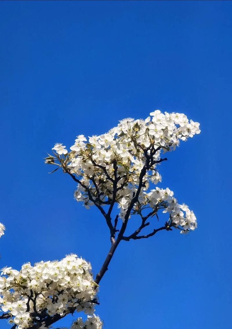 梨花的花语是什么？了解梨花的象征意义和文化内涵？