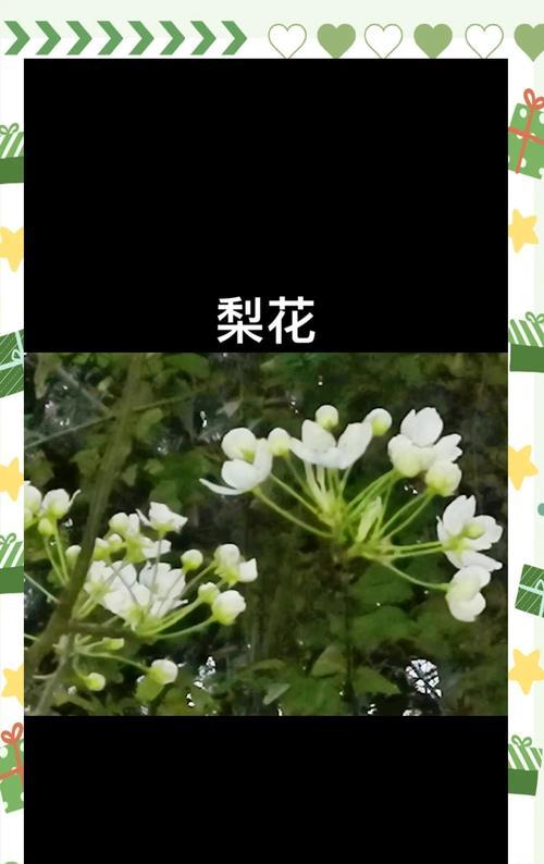 梨花的花语是什么？了解梨花的象征意义和文化内涵？