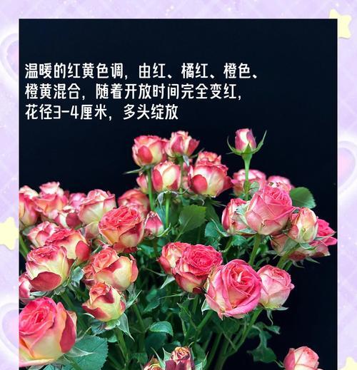 象征活力的花代表什么含义？如何选择象征活力的花卉？