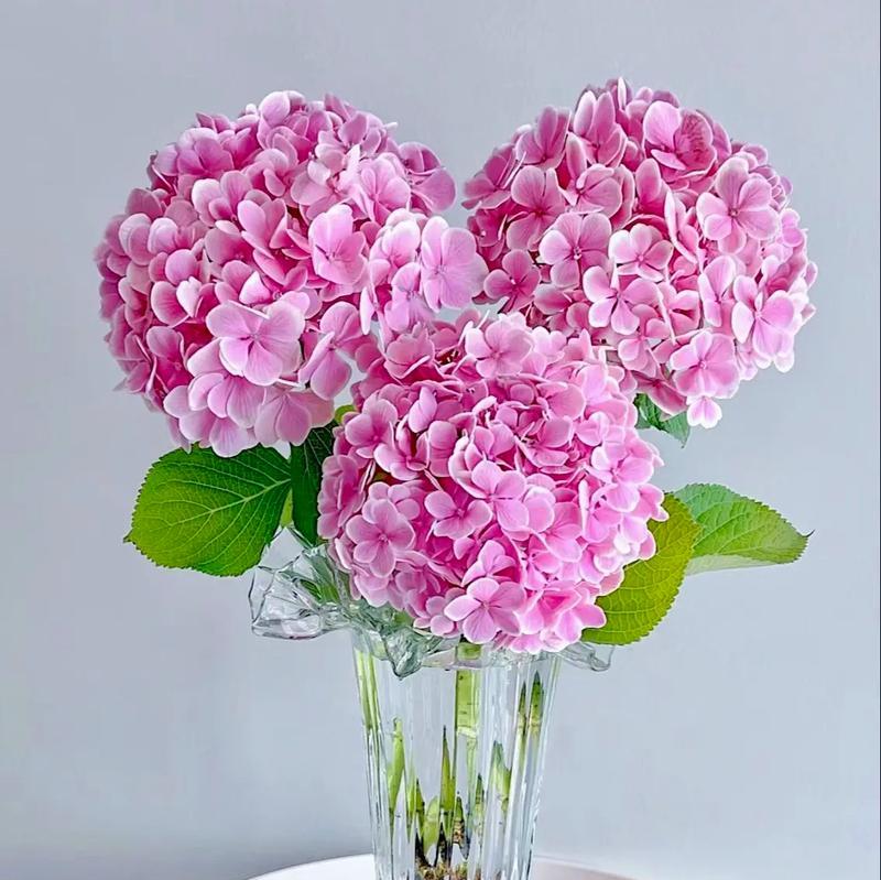 送人送一支花代表什么含义？一支花的花语有哪些解释？