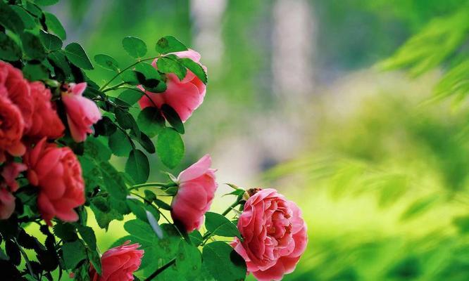 送人送一支花代表什么含义？一支花的花语有哪些解释？