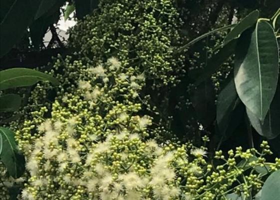 水翁花的寓意与象征是什么？如何理解其文化意义？