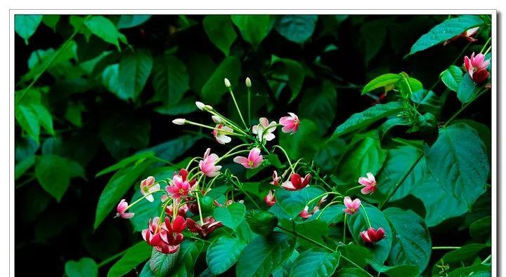 水翁花的寓意与象征是什么？如何理解其文化意义？