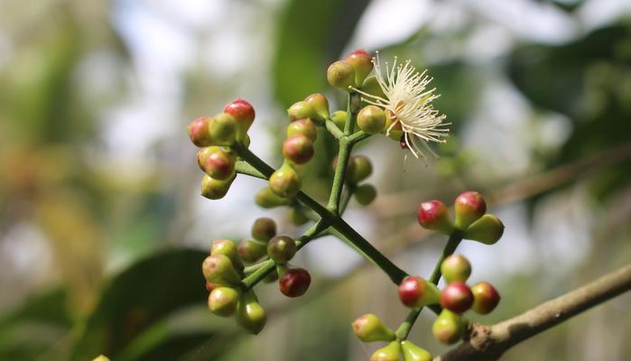 水翁花的寓意与象征是什么？如何理解其文化意义？