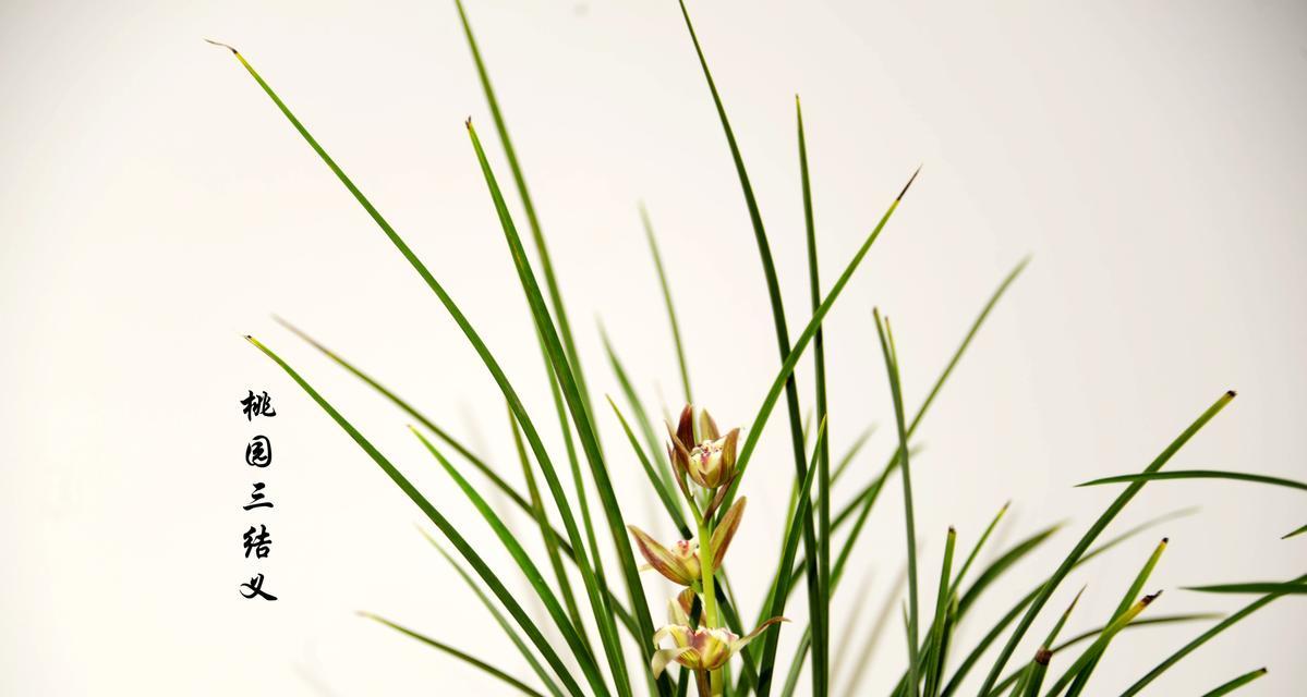 象征着结拜兄弟的花朵是什么花？这种花的花语有哪些含义？