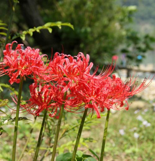象征着结拜兄弟的花朵是什么花？这种花的花语有哪些含义？
