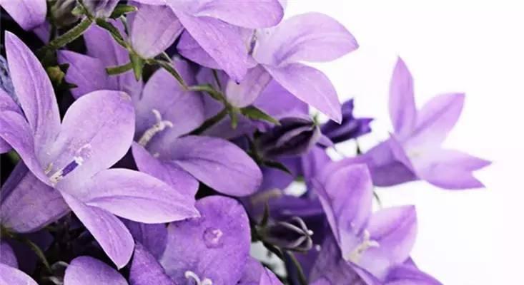 紫色幽灵花语是什么？这种神秘花朵的含义是什么？