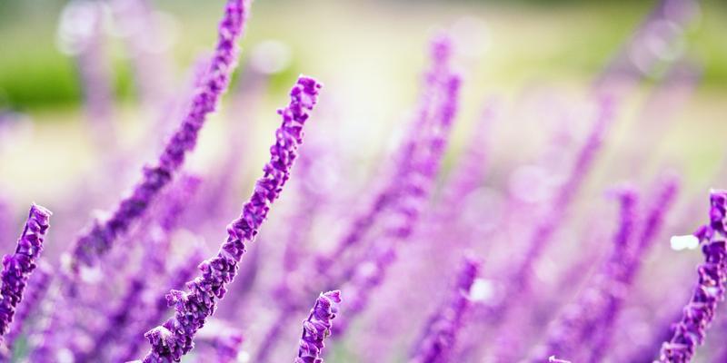 紫色幽灵花语是什么？这种神秘花朵的含义是什么？