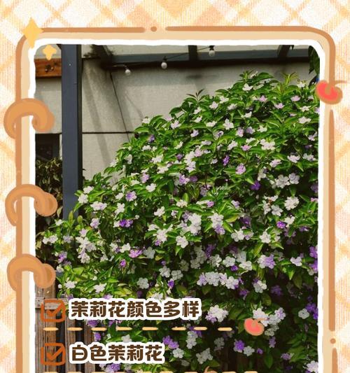 枯萎的茉莉花象征着什么？它的寓意有哪些？