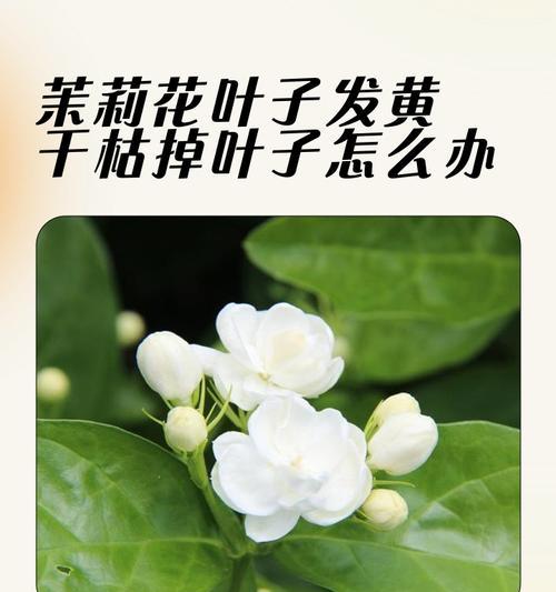 枯萎的茉莉花象征着什么？它的寓意有哪些？