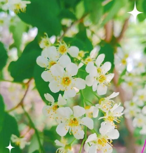 什么花代表初心？花语中初心的含义是什么？