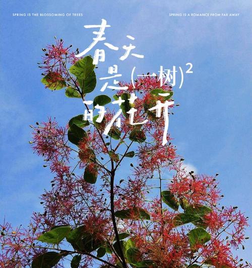 什么花代表初心？花语中初心的含义是什么？