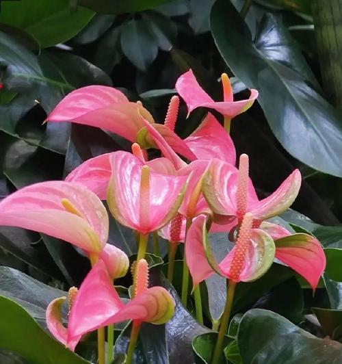 花掌花的寓意是什么？如何正确理解花掌花的象征意义？
