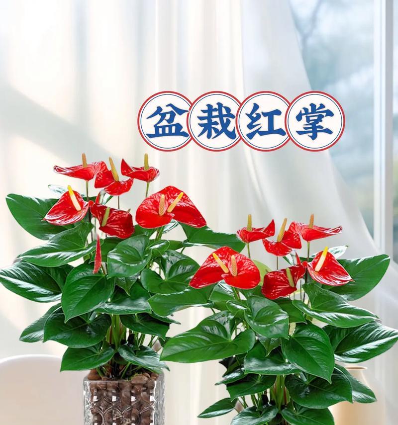 花掌花的寓意是什么？如何正确理解花掌花的象征意义？