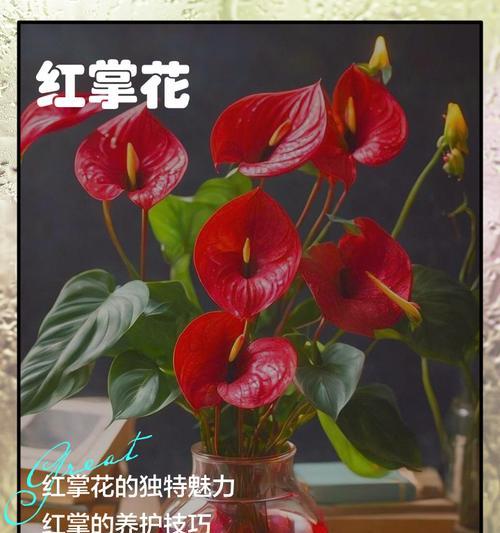 花掌花的寓意是什么？如何正确理解花掌花的象征意义？