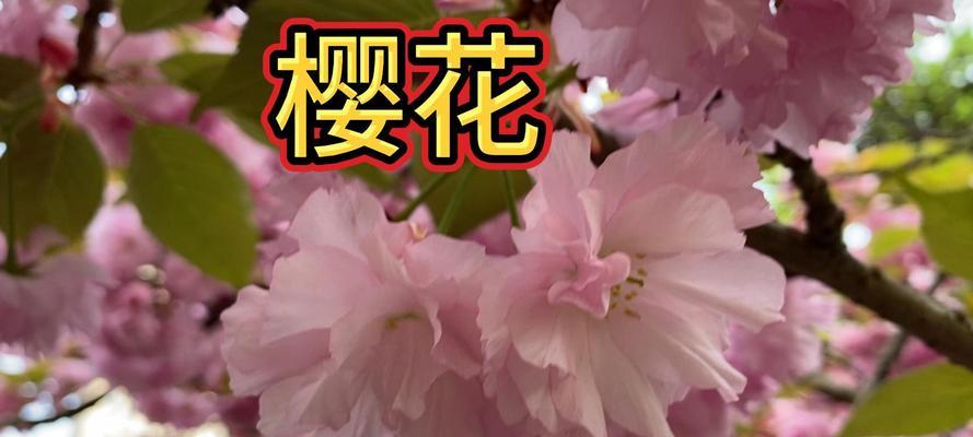 粉樱花的花语是什么？粉色樱花代表的含义有哪些？