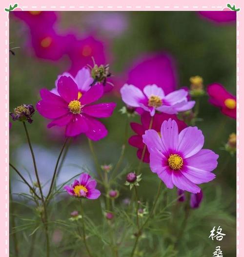 象征阳光心里的花是什么花？这种花的花语有哪些含义？