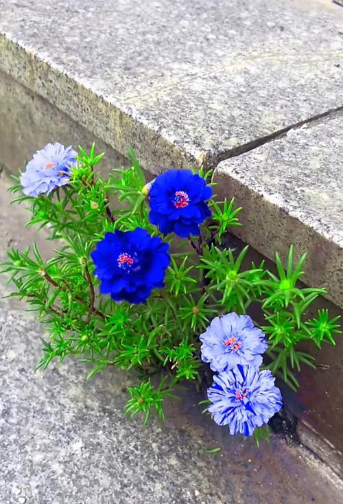 象征阳光心里的花是什么花？这种花的花语有哪些含义？