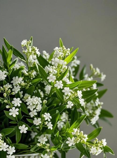 什么花寓意好？如何选择寓意吉祥的花卉？