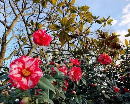 美国和英国象征的花分别是什么？它们各自代表了什么含义？
