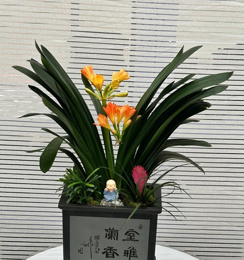 君子兰花语是什么？如何养护君子兰？