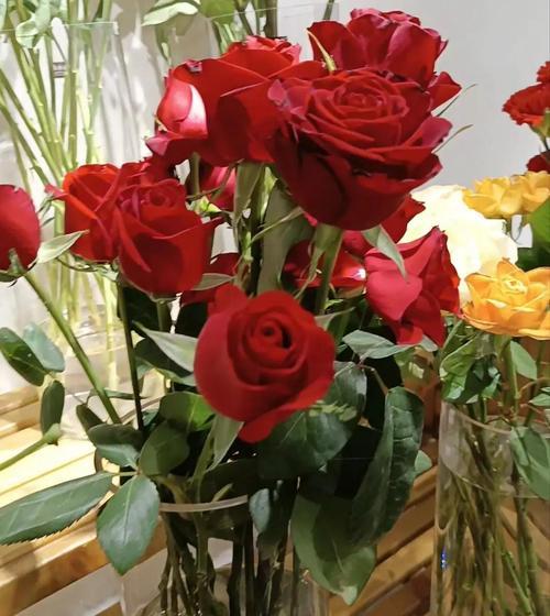 陈皮玫瑰花代表什么？花语和寓意有哪些？