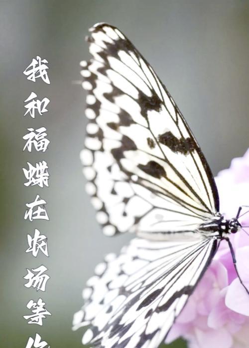 花和昆虫的寓意与象征是什么？如何理解它们在文化中的意义？
