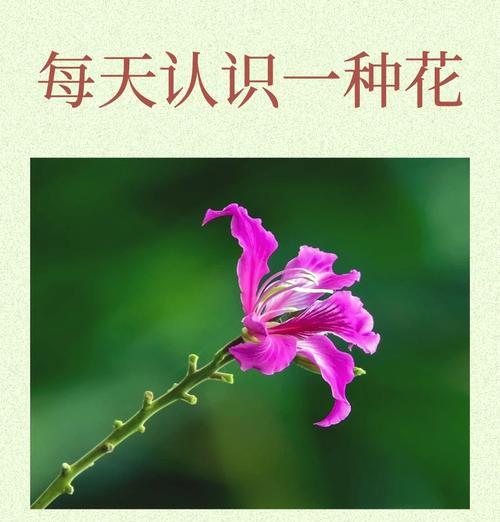 花和昆虫的寓意与象征是什么？如何理解它们在文化中的意义？