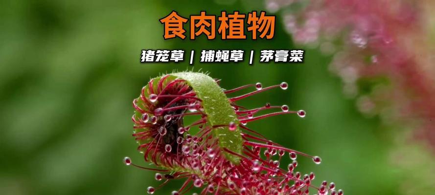 花和昆虫的寓意与象征是什么？如何理解它们在文化中的意义？