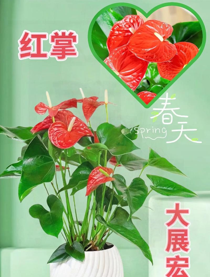 潮来花代表什么含义？潮来花的花语有哪些？
