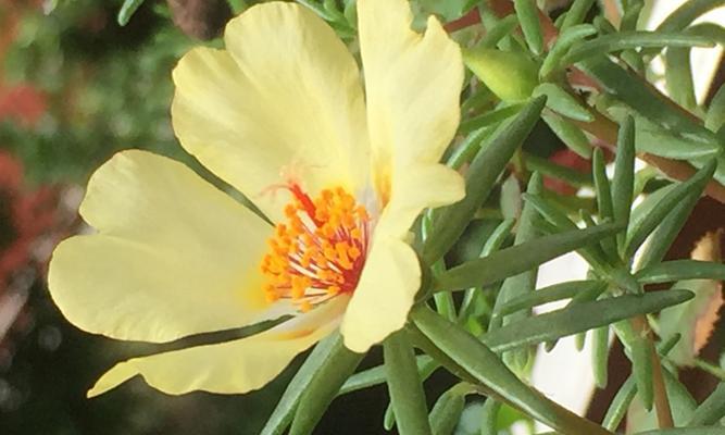 潮来花代表什么含义？潮来花的花语有哪些？