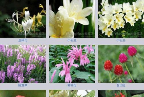 一枝花和一枝梅象征着什么？它们的寓意有哪些？