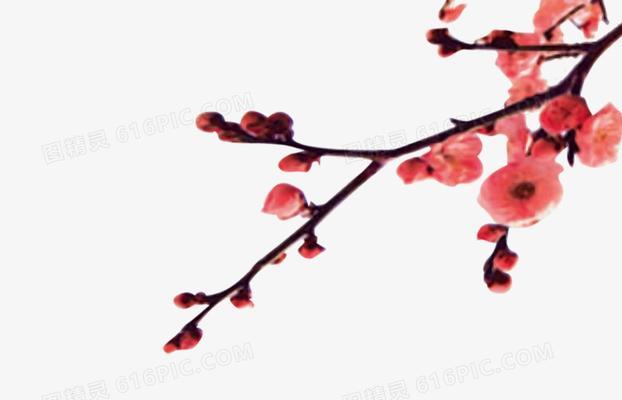 一枝花和一枝梅象征着什么？它们的寓意有哪些？