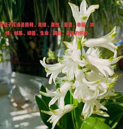 暗恋花语的花语是什么？如何正确解读暗恋的花语含义？