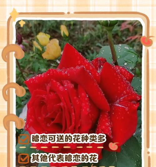 暗恋花语的花语是什么？如何正确解读暗恋的花语含义？